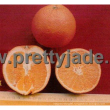 China Navel orange